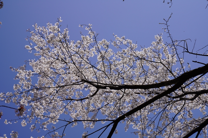 京都_桜_2020_07　No34