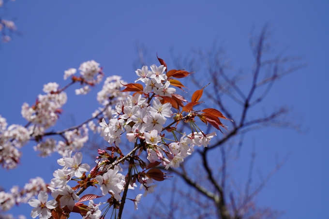 京都_桜_2020_07　No35