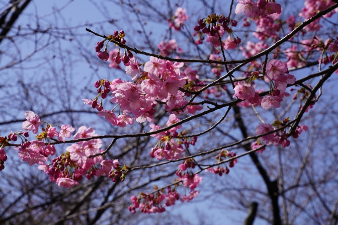 京都_桜_2020_07　No37