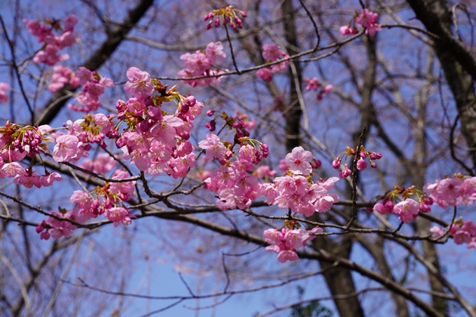 京都_桜_2020_07　No38