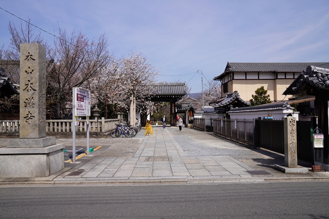 京都_桜_2020_13　本満寺　No2