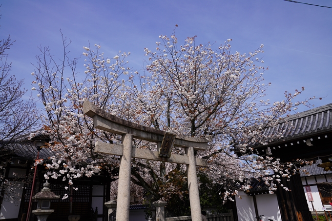 京都_桜_2020_13　本満寺　No3