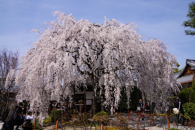 京都_桜_2020_13　本満寺　No4