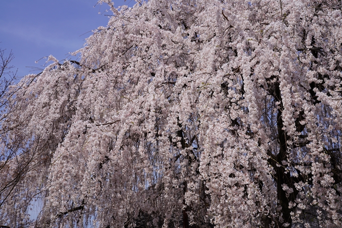 京都_桜_2020_13　本満寺　No5