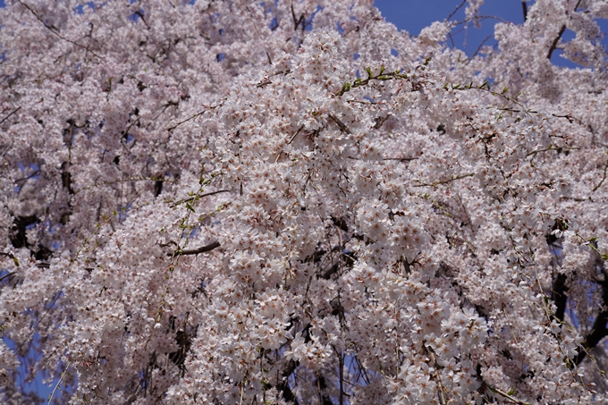 京都_桜_2020_13　本満寺　No6