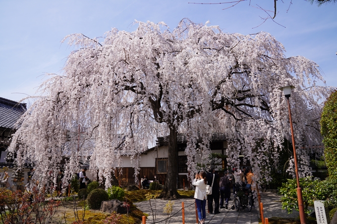 京都_桜_2020_13　本満寺　No7