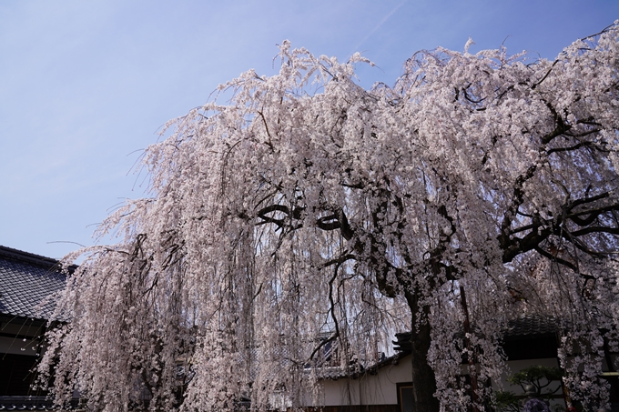 京都_桜_2020_13　本満寺　No8