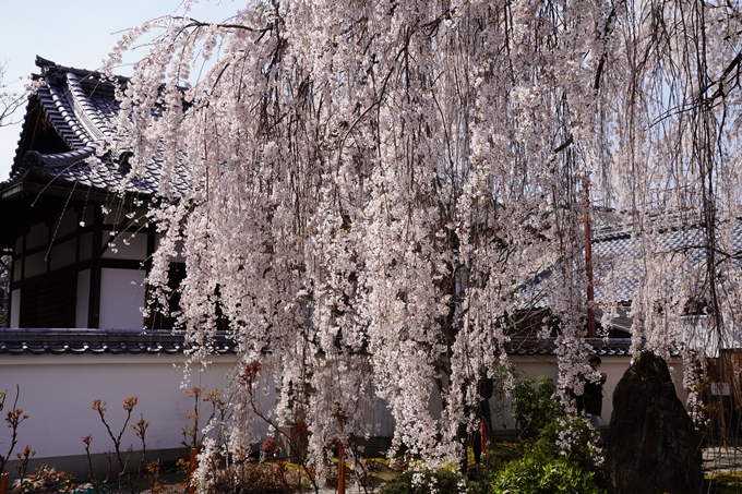 京都_桜_2020_13　本満寺　No9