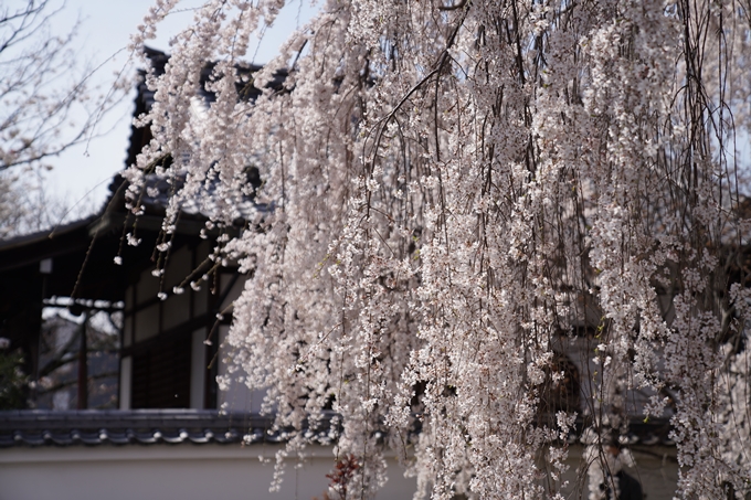 京都_桜_2020_13　本満寺　No10