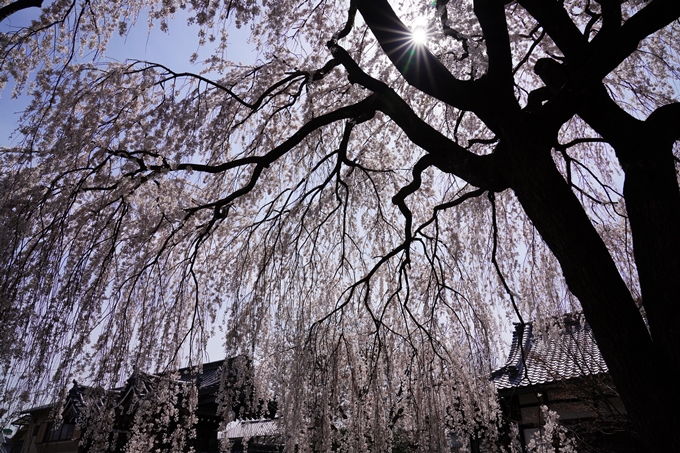 京都_桜_2020_13　本満寺　No11