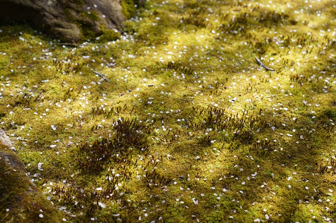 京都_桜_2020_13　本満寺　No12