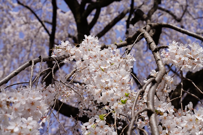 京都_桜_2020_13　本満寺　No13