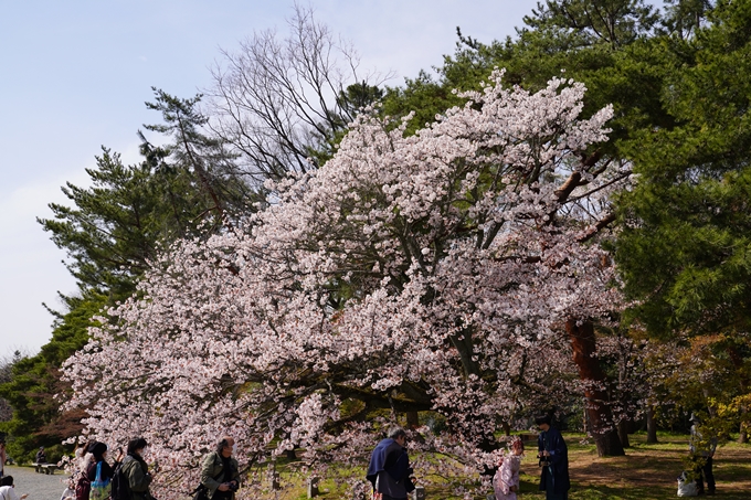 京都_桜_2020_14　御所　No2