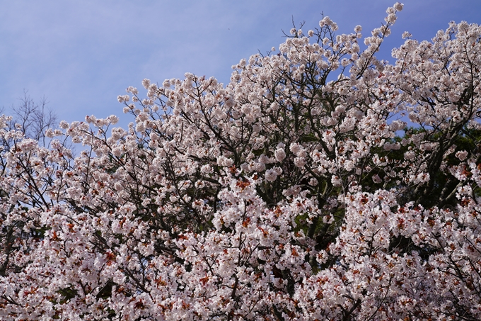 京都_桜_2020_14　御所　No3