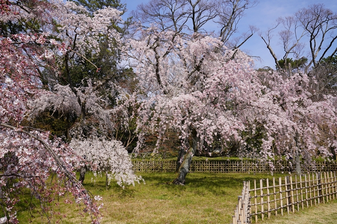 京都_桜_2020_14　御所　No5