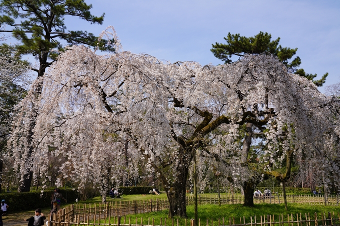 京都_桜_2020_14　御所　No6