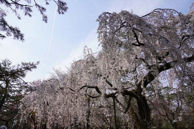 京都_桜_2020_14　御所　No7