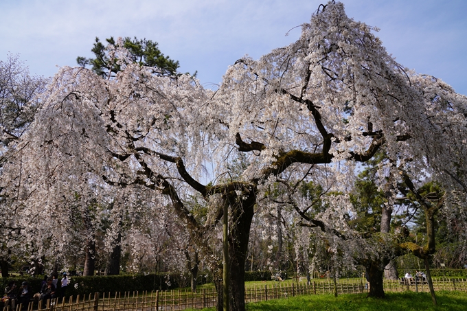 京都_桜_2020_14　御所　No8