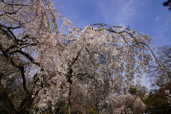 京都_桜_2020_14　御所　No9