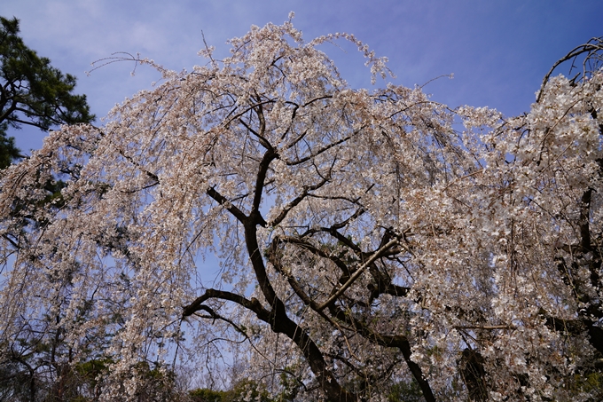 京都_桜_2020_14　御所　No10