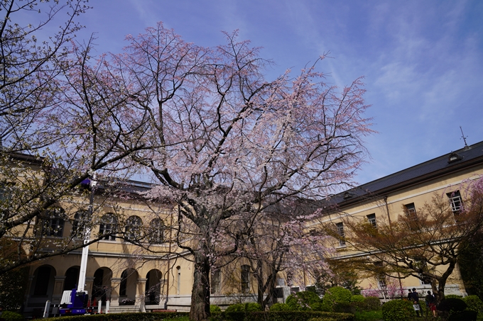 京都_桜_2020_15　京都府庁　No5