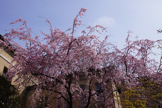 京都_桜_2020_15　京都府庁　No6