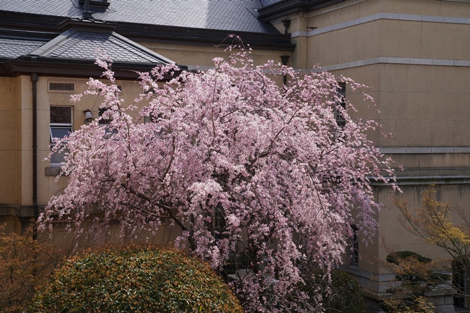 京都_桜_2020_15　京都府庁　No9