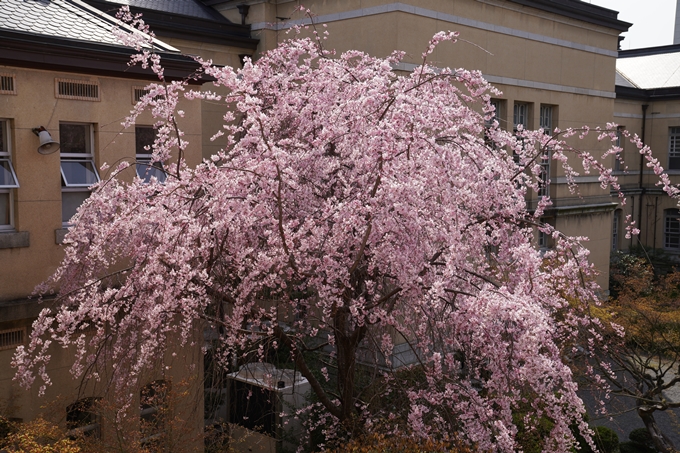 京都_桜_2020_15　京都府庁　No10