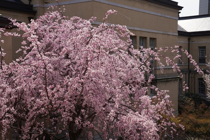 京都_桜_2020_15　京都府庁　No11