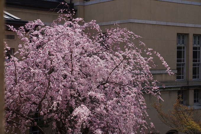 京都_桜_2020_15　京都府庁　No12