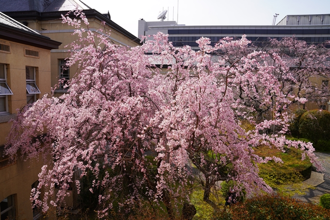 京都_桜_2020_15　京都府庁　No14