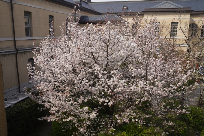 京都_桜_2020_15　京都府庁　No16