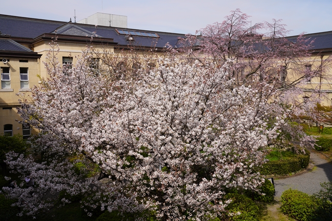 京都_桜_2020_15　京都府庁　No17