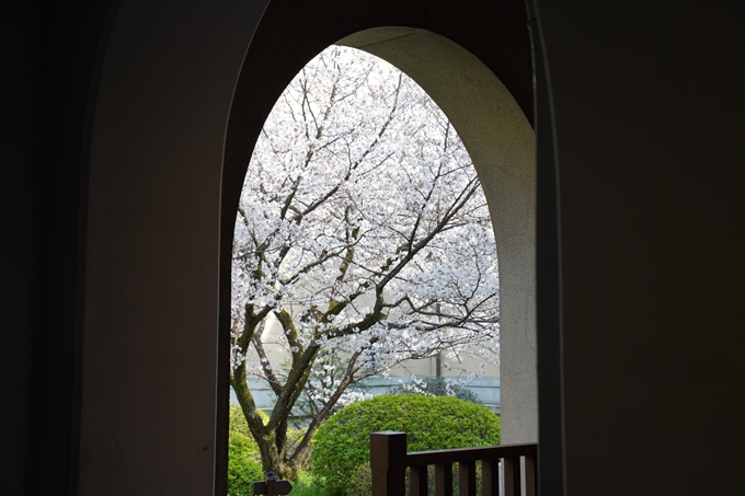 京都_桜_2020_15　京都府庁　No18