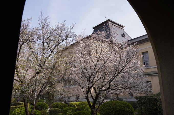 京都_桜_2020_15　京都府庁　No19