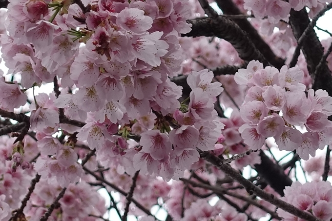 桜_2020_01　No6