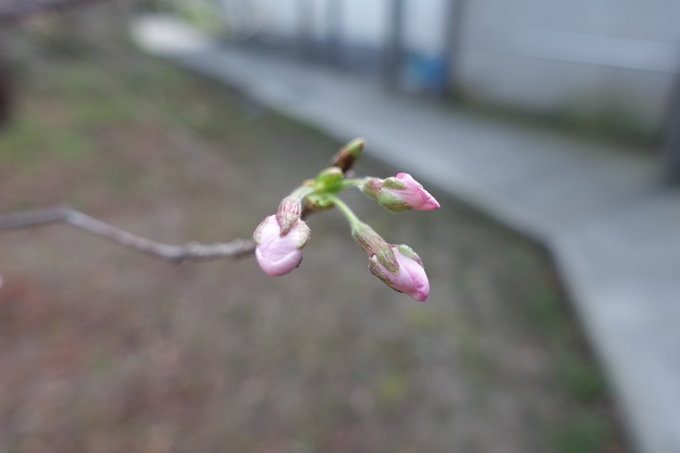 京都_桜_2020_08　No5