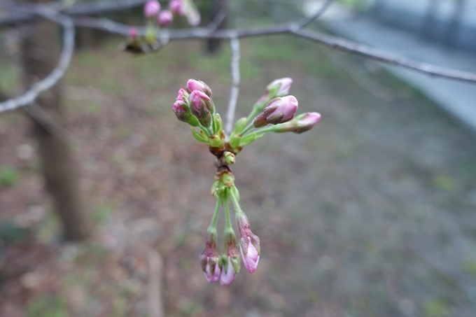 京都_桜_2020_08　No4