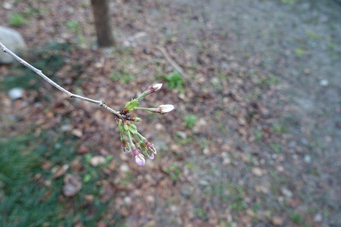 京都_桜_2020_08　No2