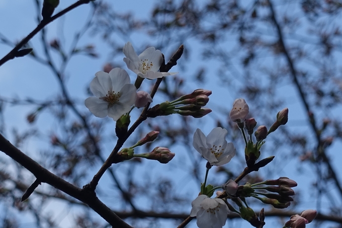 京都_桜_2020_09　No2