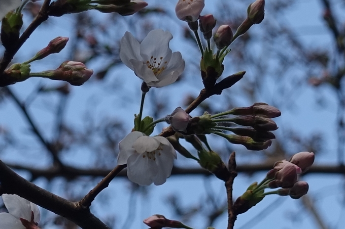 京都_桜_2020_09　No3