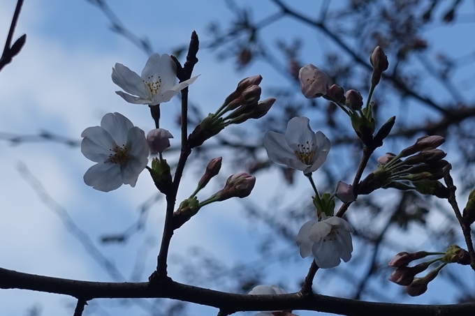 京都_桜_2020_09　No4