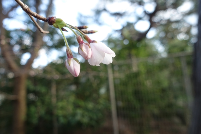 京都_桜_2020_09　No5