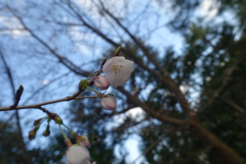 京都_桜_2020_09　No6