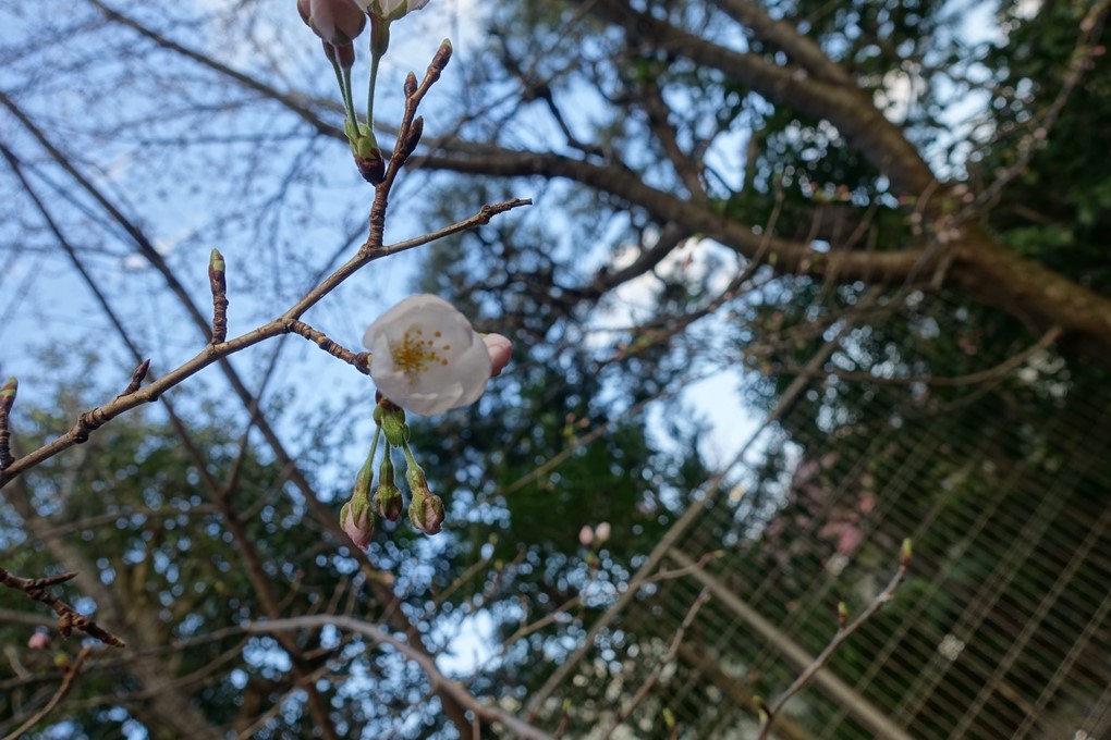 京都_桜_2020_09　No7