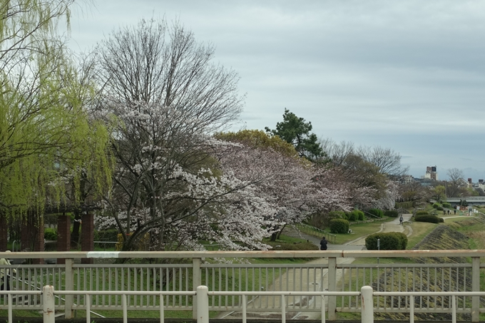 京都_桜_2020_10_鴨川　No3