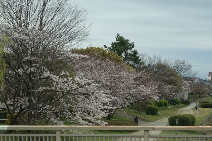 京都_桜_2020_10_鴨川　No4