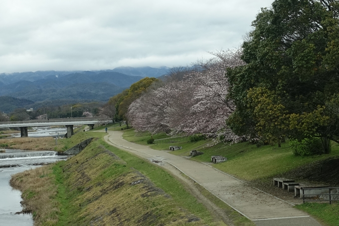 京都_桜_2020_10_鴨川　No5