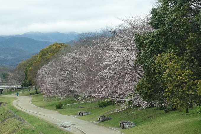 京都_桜_2020_10_鴨川　No6