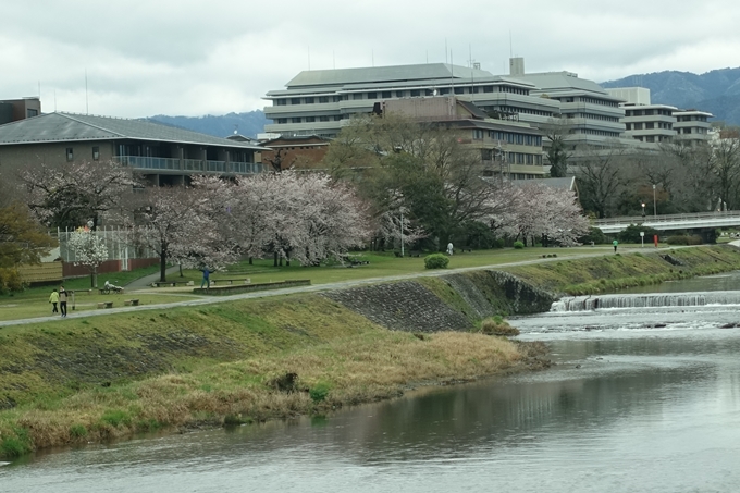 京都_桜_2020_10_鴨川　No7